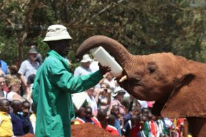 a person feeding an elephant at david sheldrick elephant orphanage, nairobi, kenya