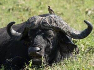African Buffalo and Red billed oxpecker, kenya