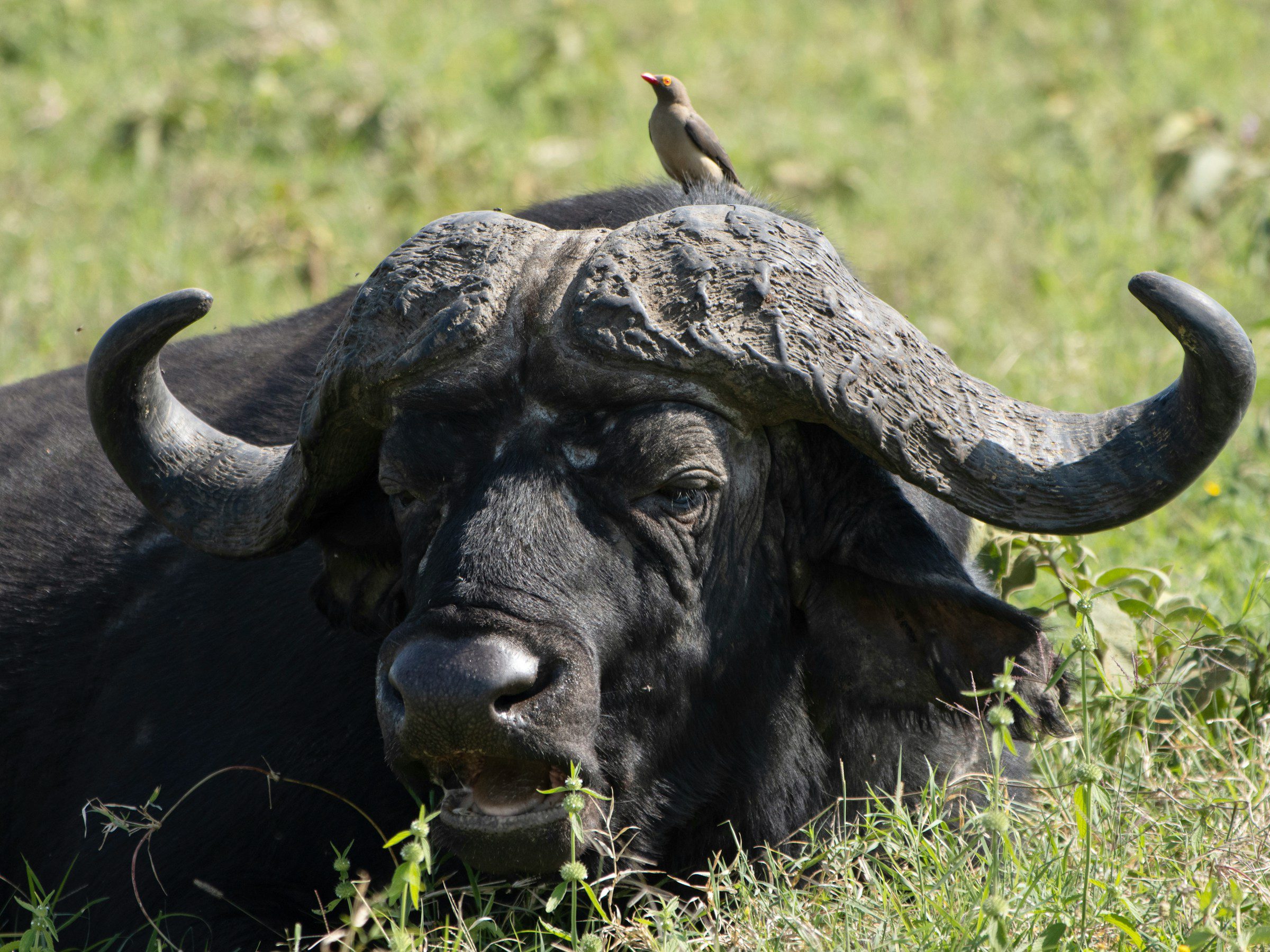 African Buffalo and Red billed oxpecker, kenya