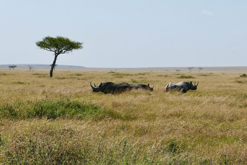 rhinos at maasai mara national reserve