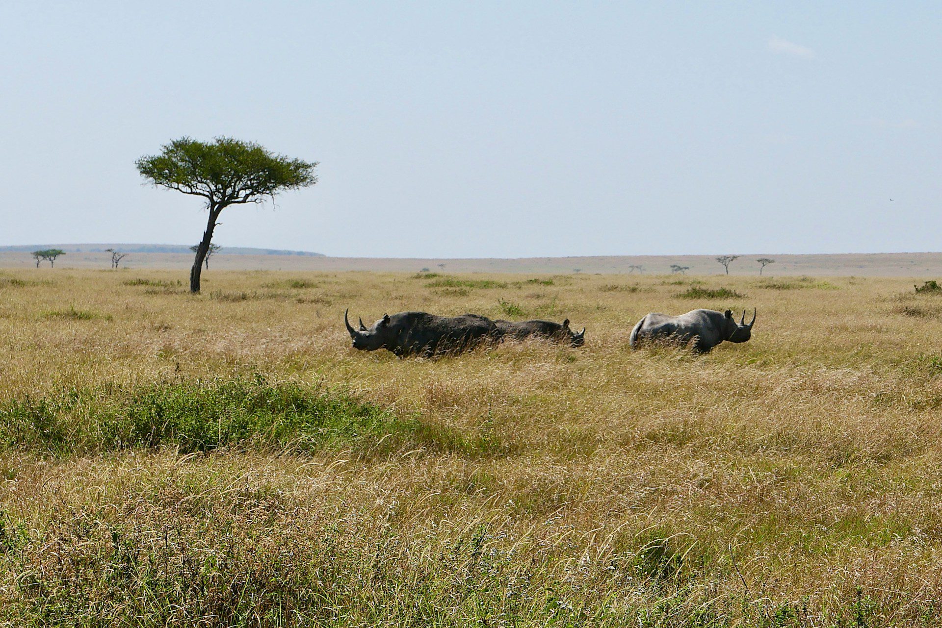 rhinos at maasai mara national reserve