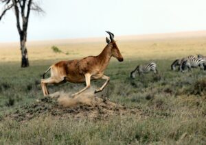 Antelope and zebras, samburu national park, kenya