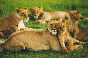 a lion family lying in a green grassland, in maasai mara national reserve, kenya