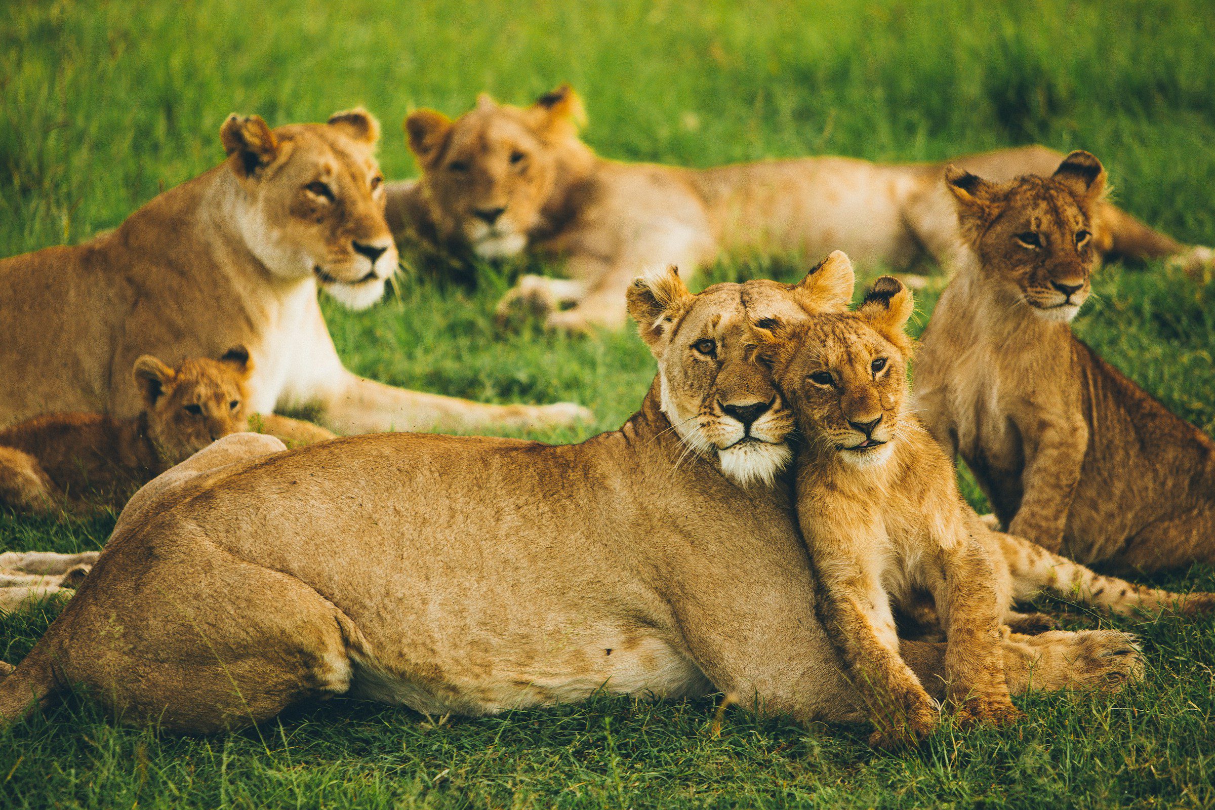 a lion family lying in a green grassland, in maasai mara national reserve, kenya