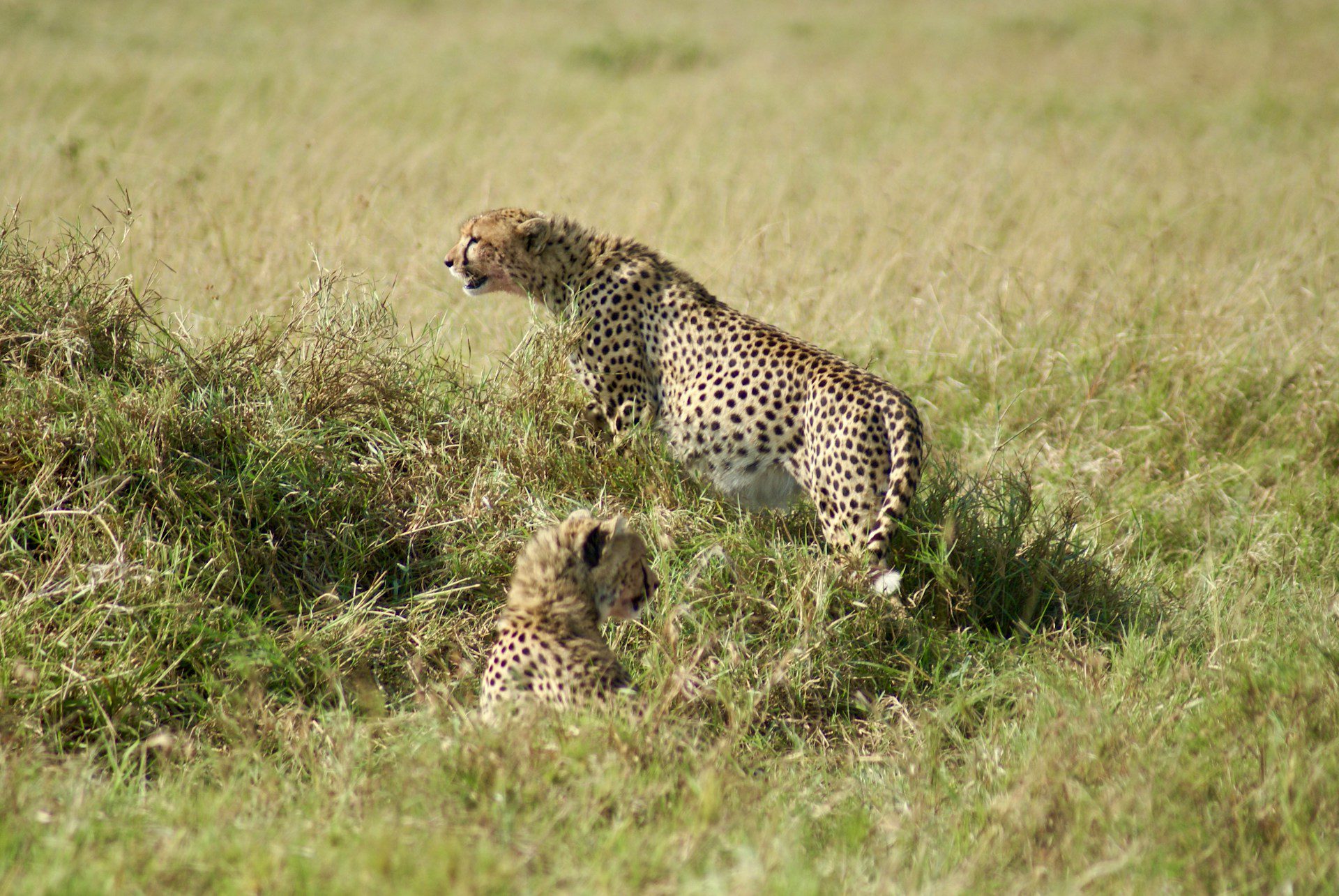 a cheetah and her cub at maasai mara national park