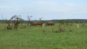 herds of rhinos and lions, and pelican birds