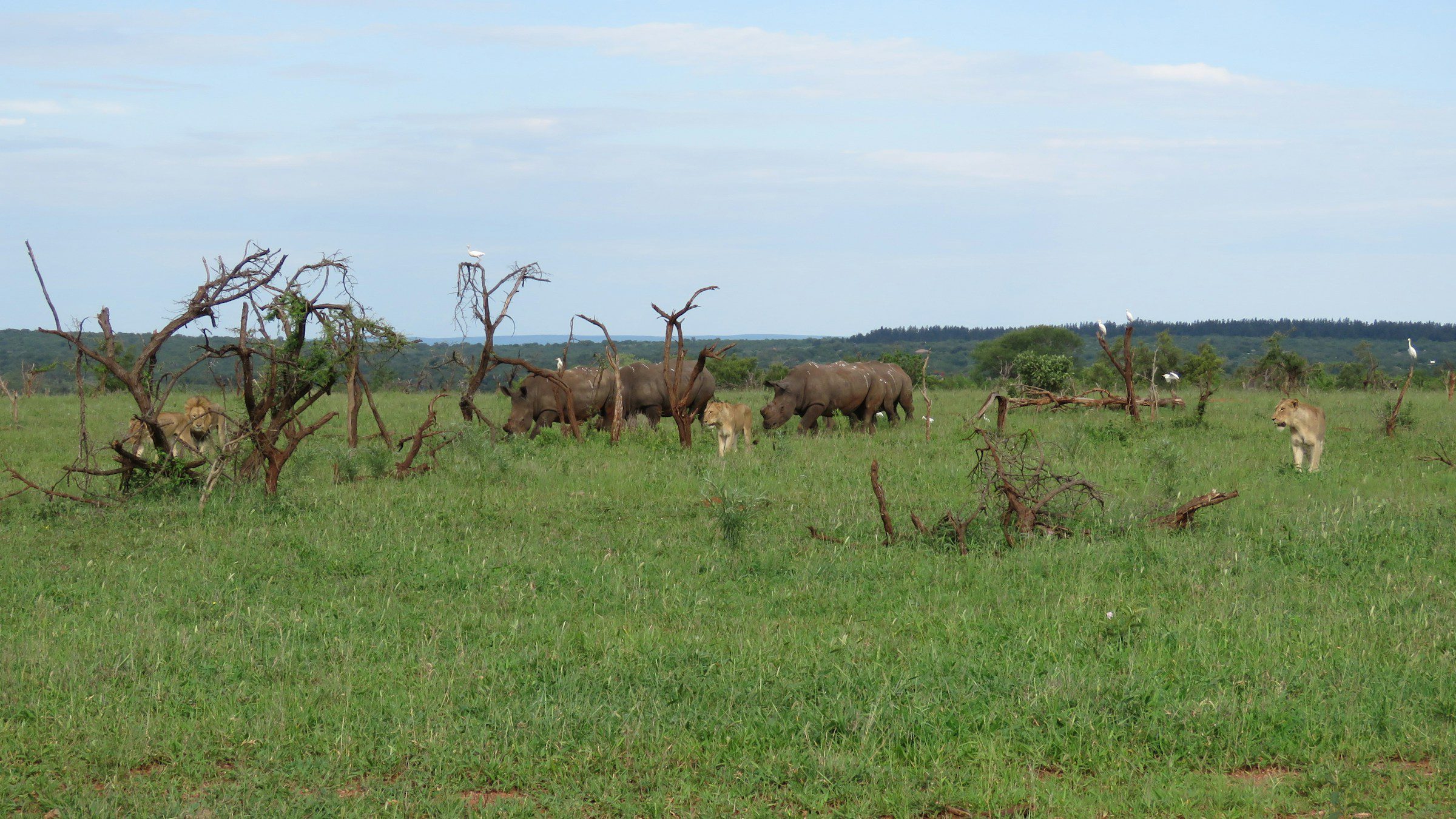 herds of rhinos and lions, and pelican birds