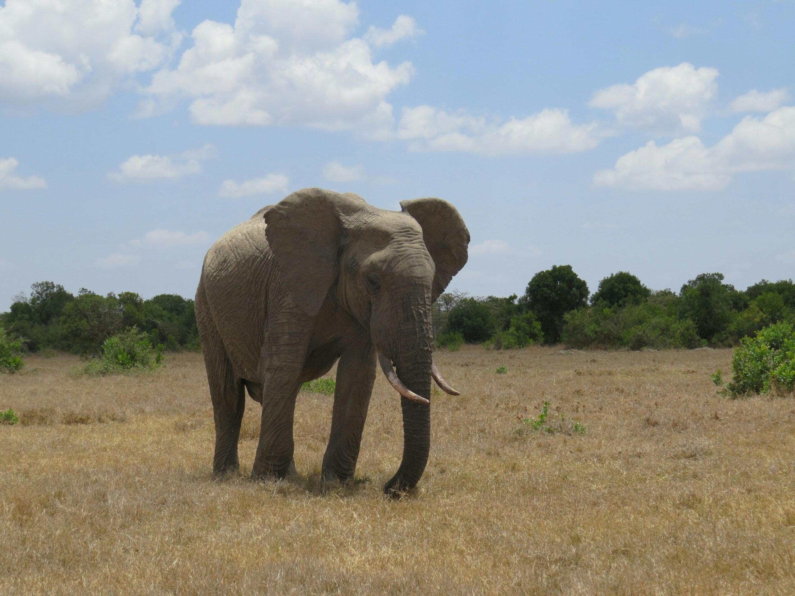 Elephant Walking in Ol Pejeta, Kenya