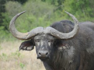 Buffalo with muddy horns in Ol Pejeta, Kenya