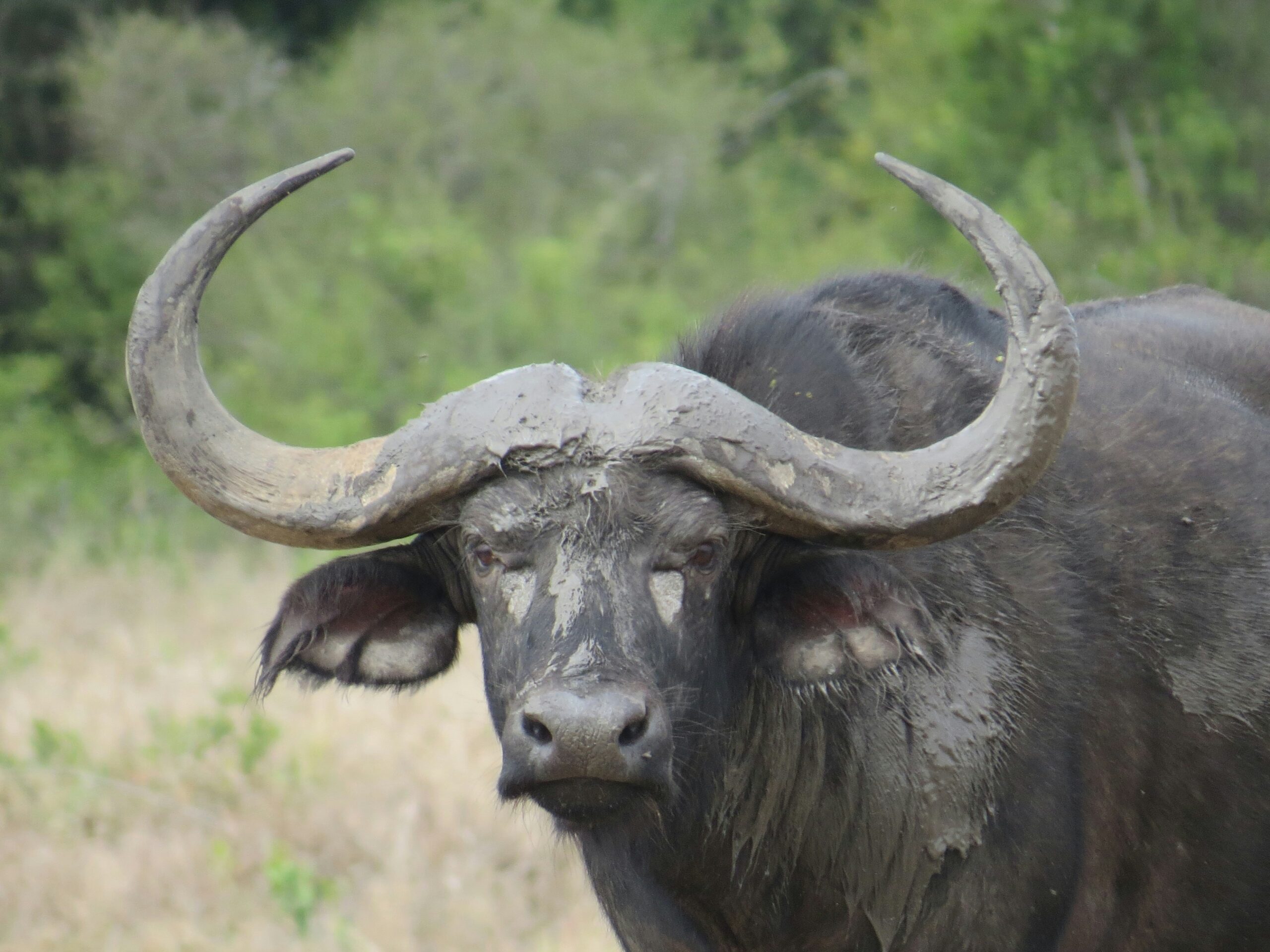 Buffalo with muddy horns in Ol Pejeta, Kenya
