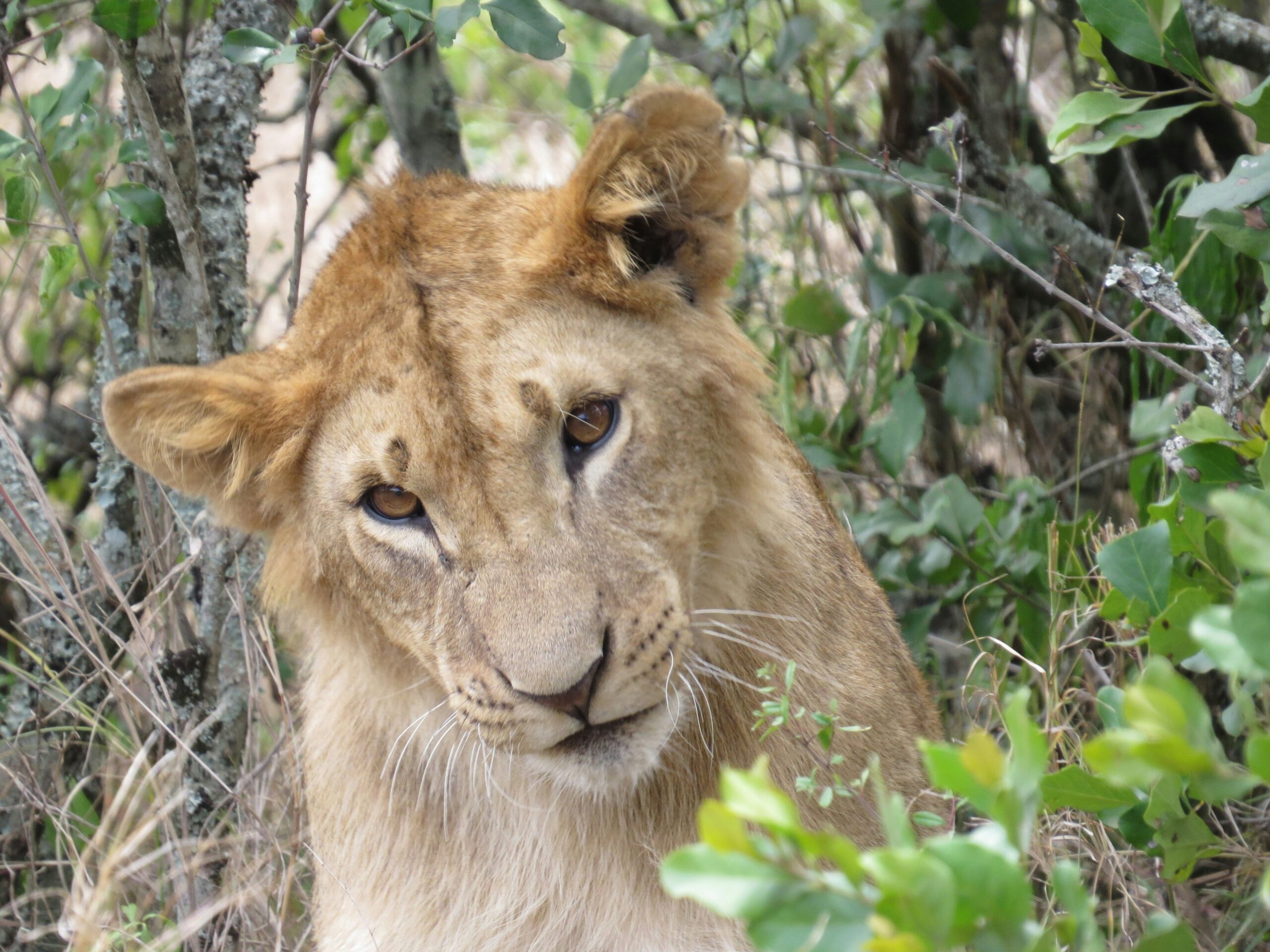 Lion cub in a bush, Ol pejeta, Kenya