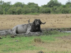 Bufallo lying in the mud, Ol Pejeta conservancy, Kenya