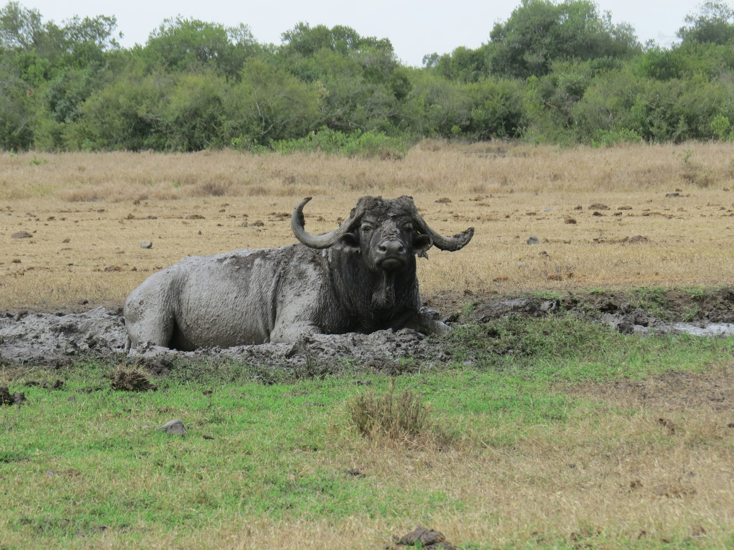 Bufallo lying in the mud, Ol Pejeta conservancy, Kenya