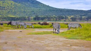 A nature photograpgh showing Zebras and Buffalos grazing inside Lake Nakuru National park, Kenya.