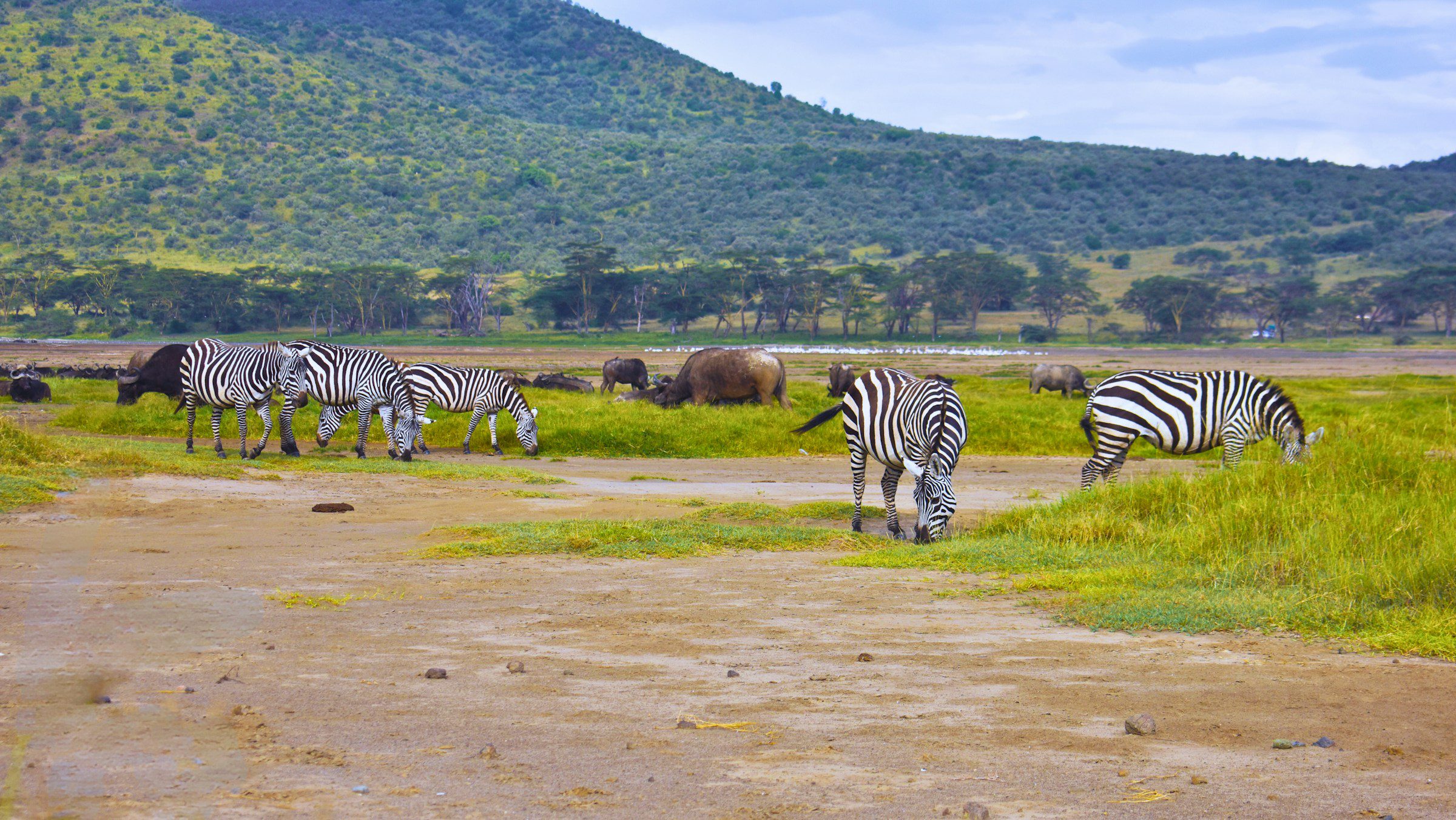 A nature photograpgh showing Zebras and Buffalos grazing inside Lake Nakuru National park, Kenya.