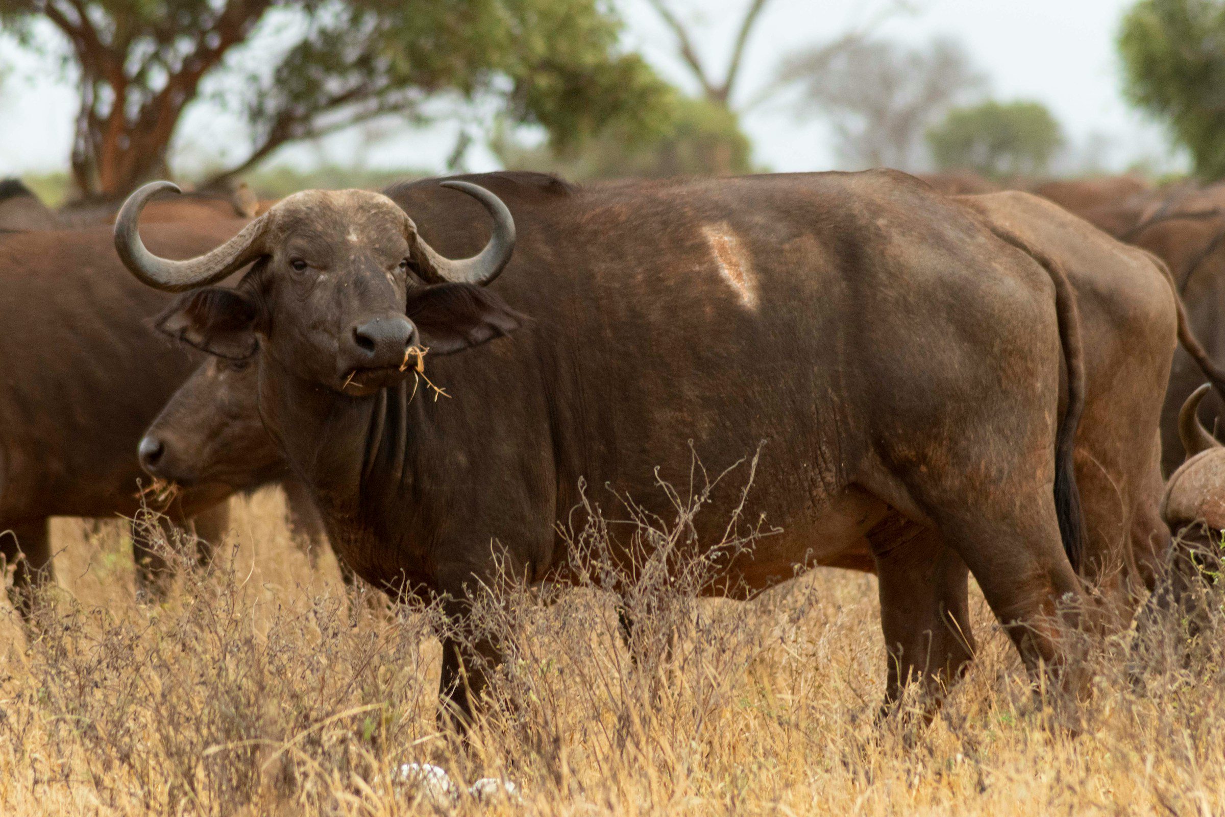 a herd of buffalos at tsavo national park, kenya