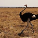 ostrich running grassy savanna plain kenya maasai mara