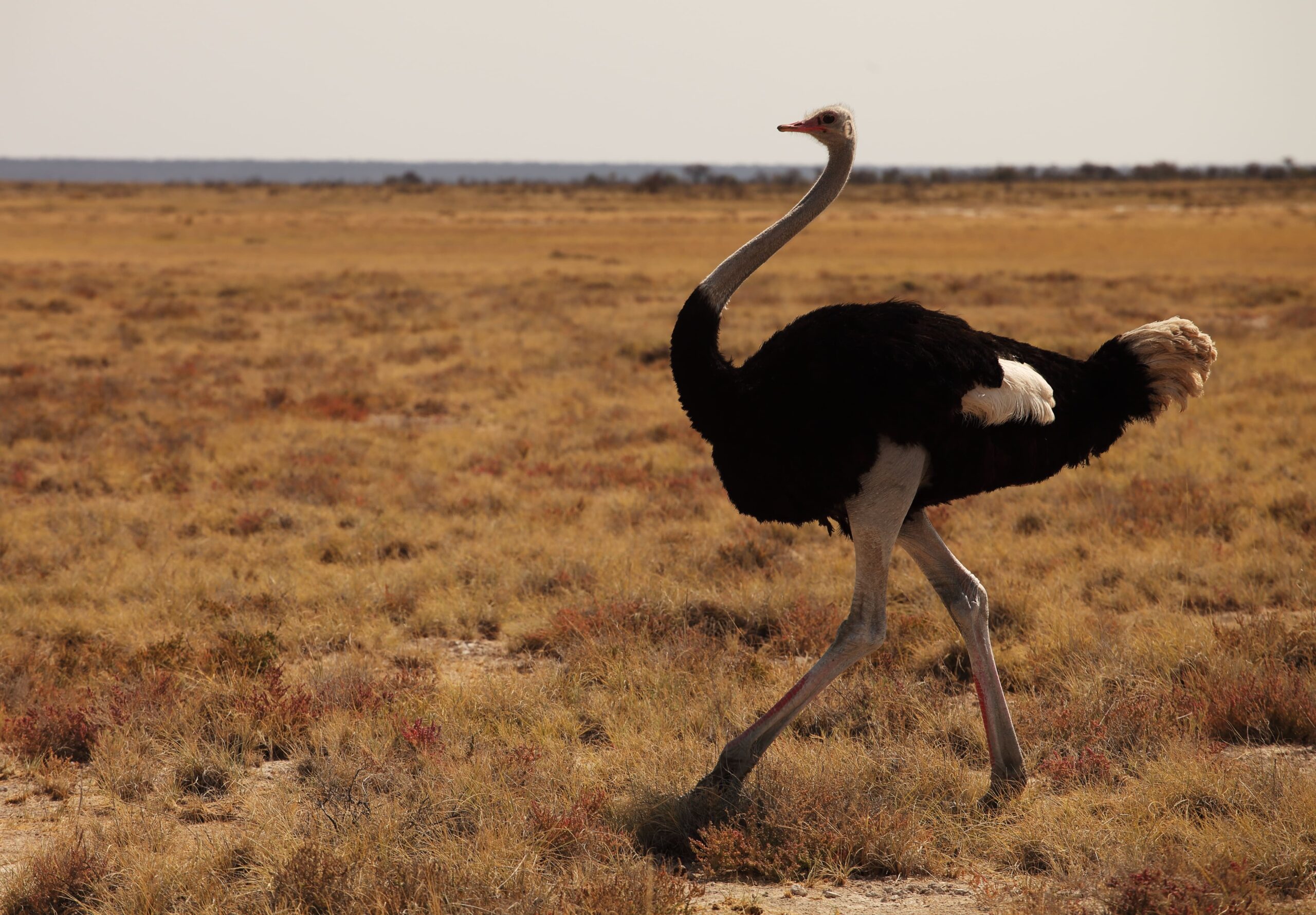 ostrich running grassy savanna plain kenya maasai mara