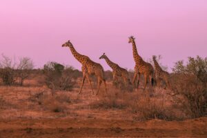 magnificent giraffes at ol pejeta conservancy kenya