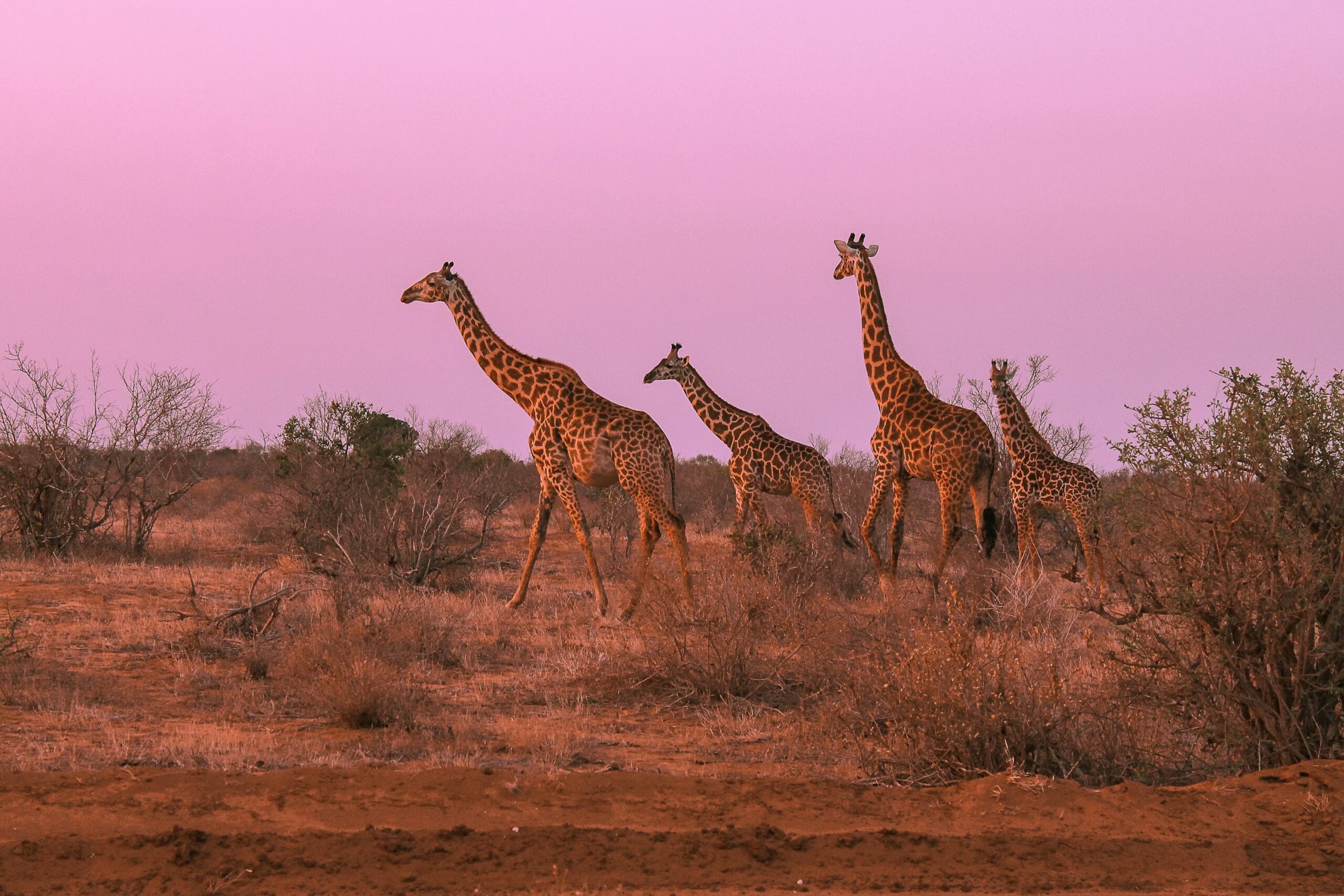 magnificent giraffes at ol pejeta conservancy kenya