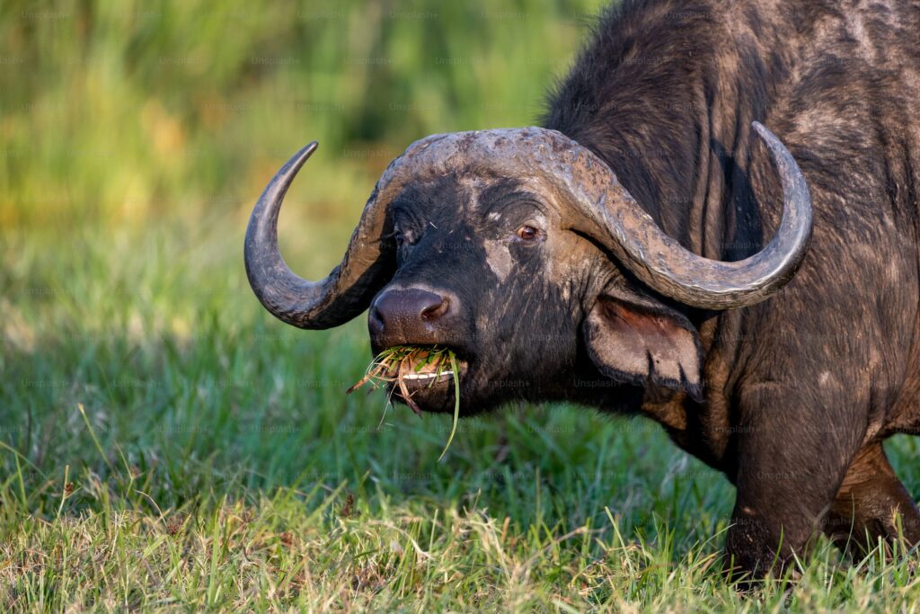 a muscular bufallo ol pejeta conservancy kenya