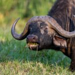 a muscular bufallo ol pejeta conservancy kenya