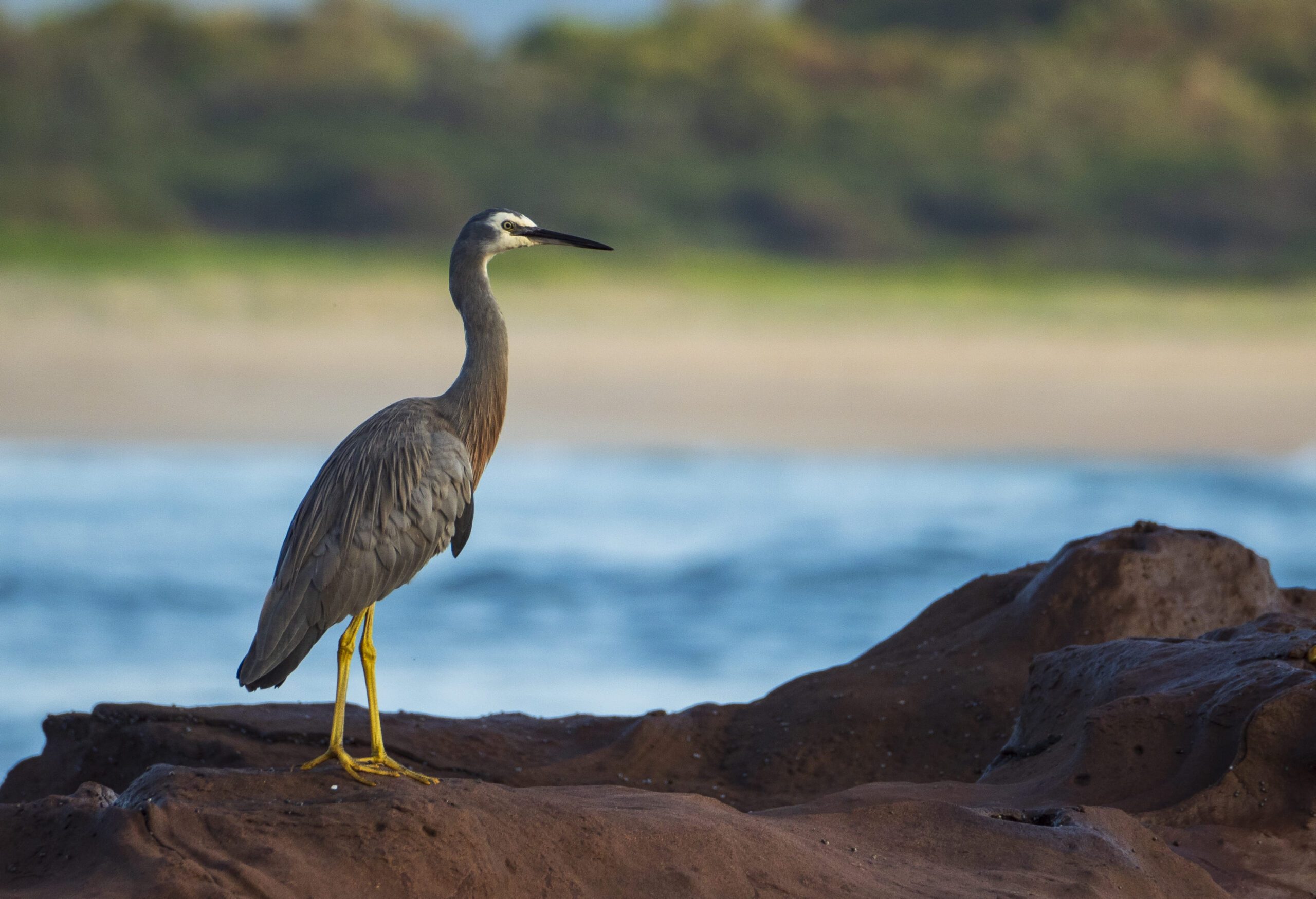 shot great blue heron bird standing on a piece rock