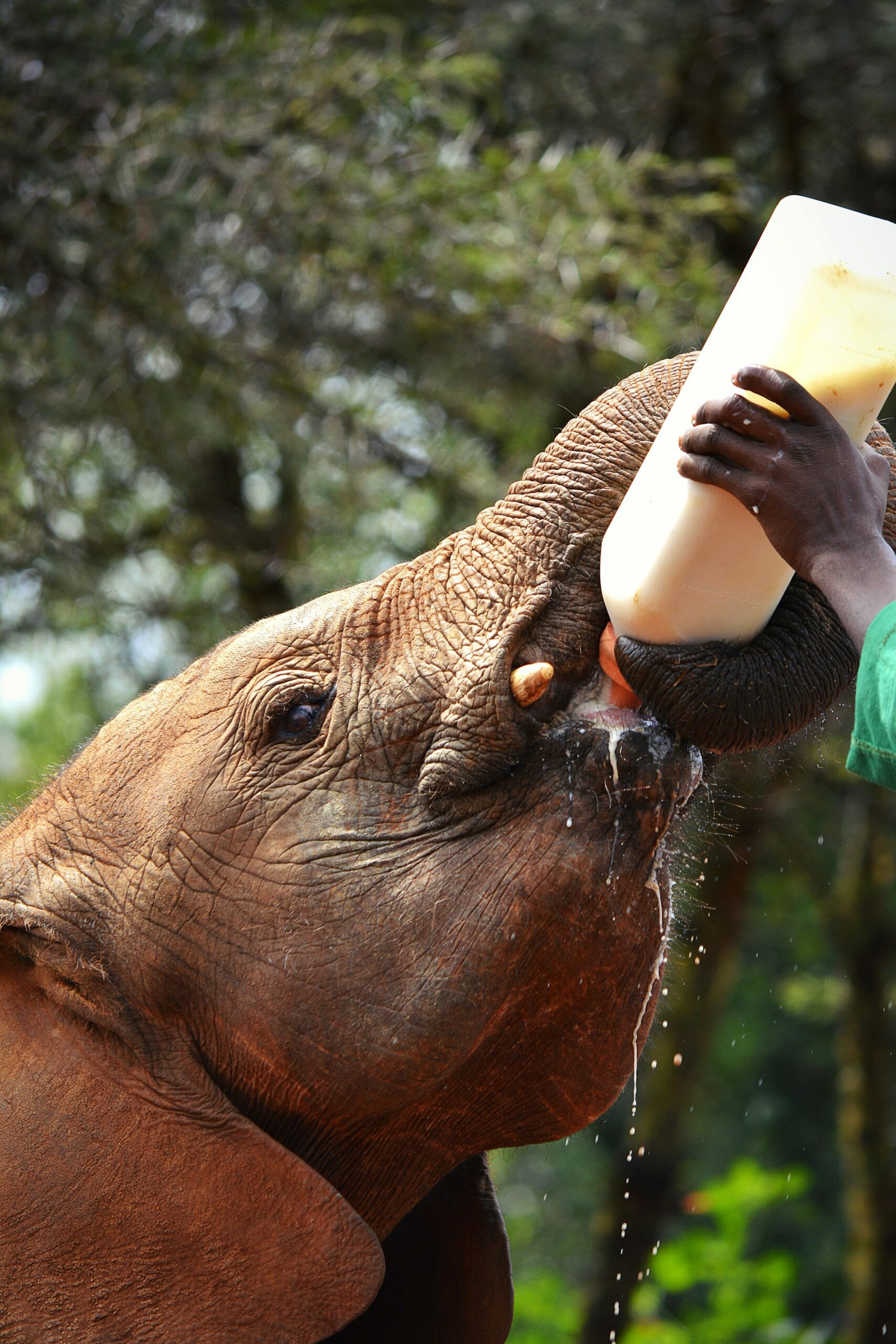 an elephant calf being milk-fed by an attendant, david sheldrick elephant sanctuary, nairobi kenya