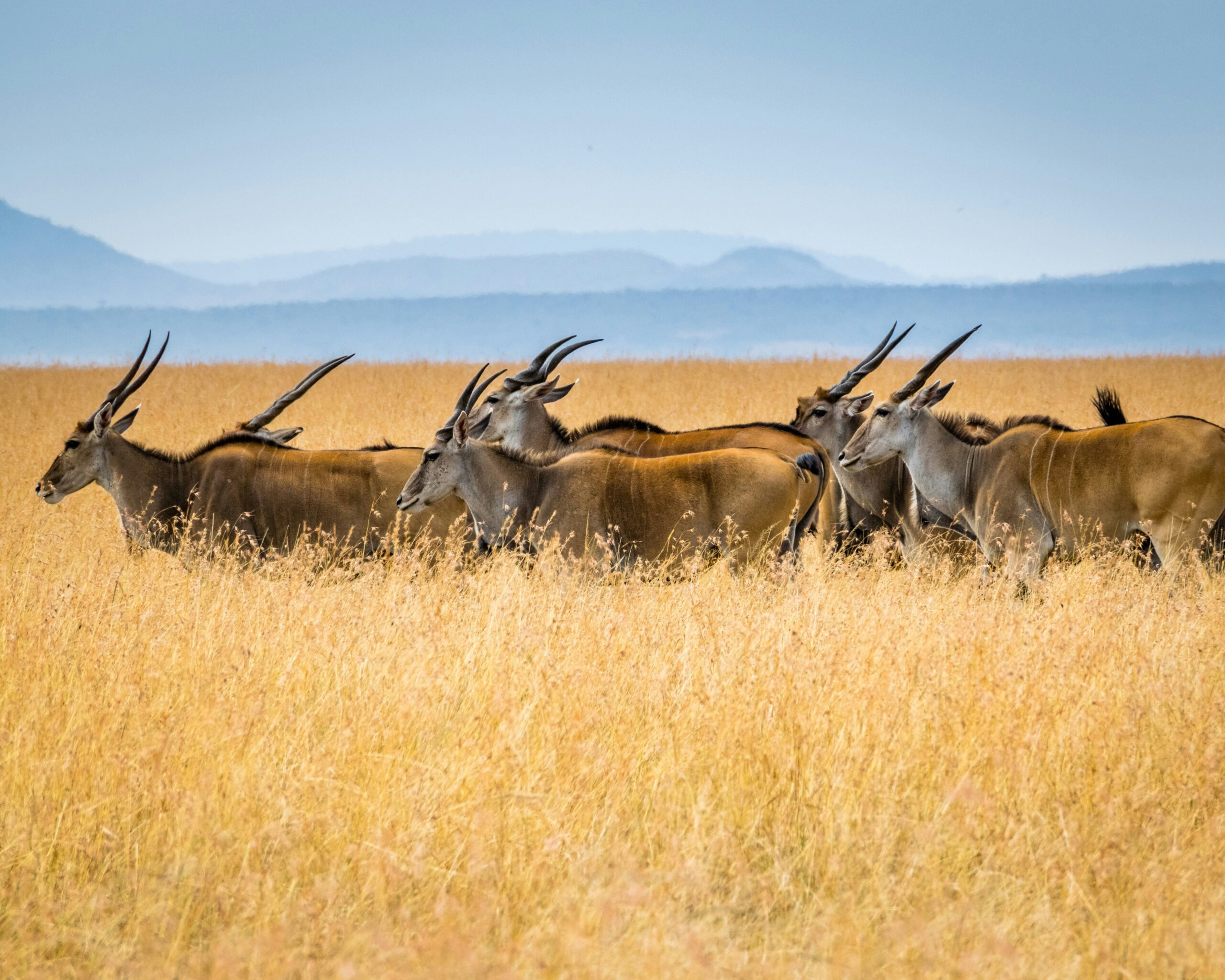 A herd of Eland or Taurotragus Oryx, samburu national park, kenya