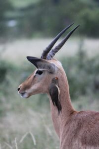 Redbilled oxpeckers only occur where there are animal hosts for the species of insects – mostly ticks – that the birds eat. The hosting animals are generally antelope like impala or kudu, or larger mammals such as zebra, giraffe, buffalo and rhino. Samburu national park, kenya