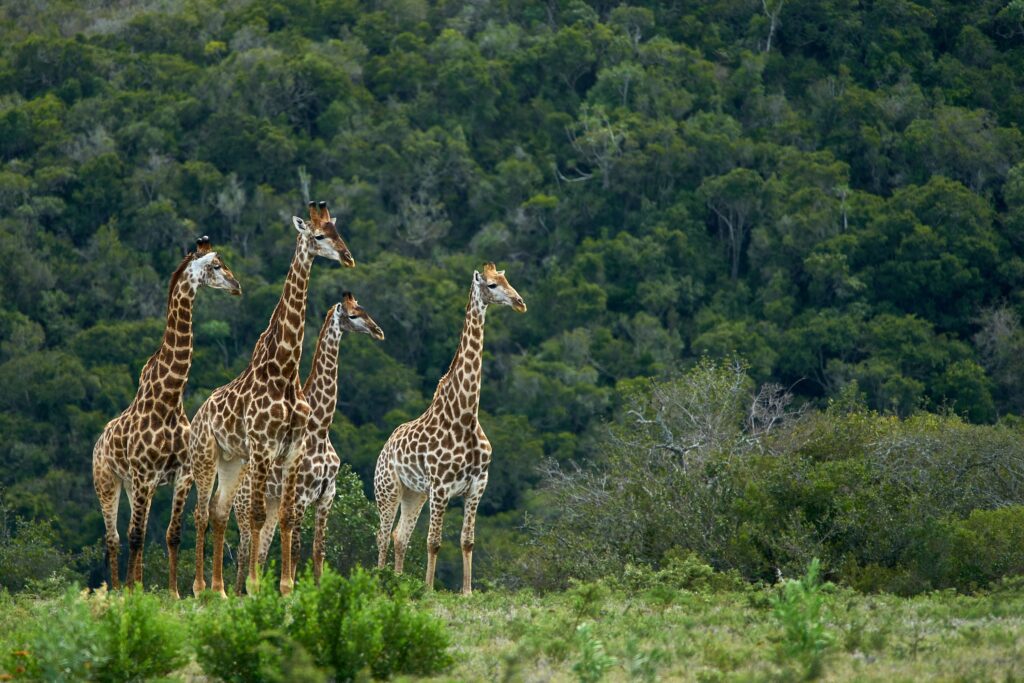 giraffes at tsavo national park, kenya