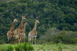 giraffes at tsavo national park, kenya