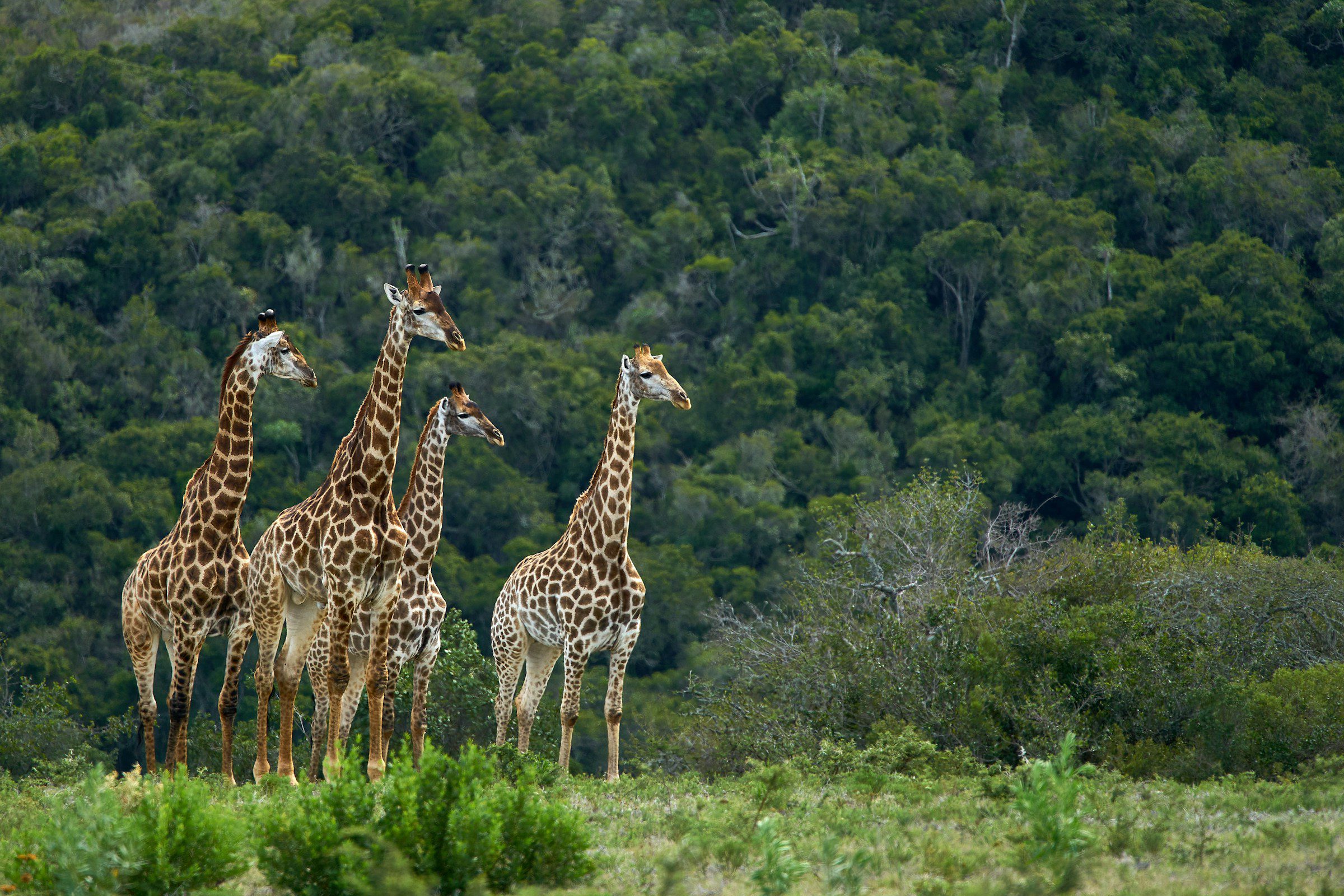 giraffes at tsavo national park, kenya