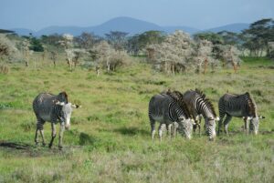 zebras at tsavo national park, kenya