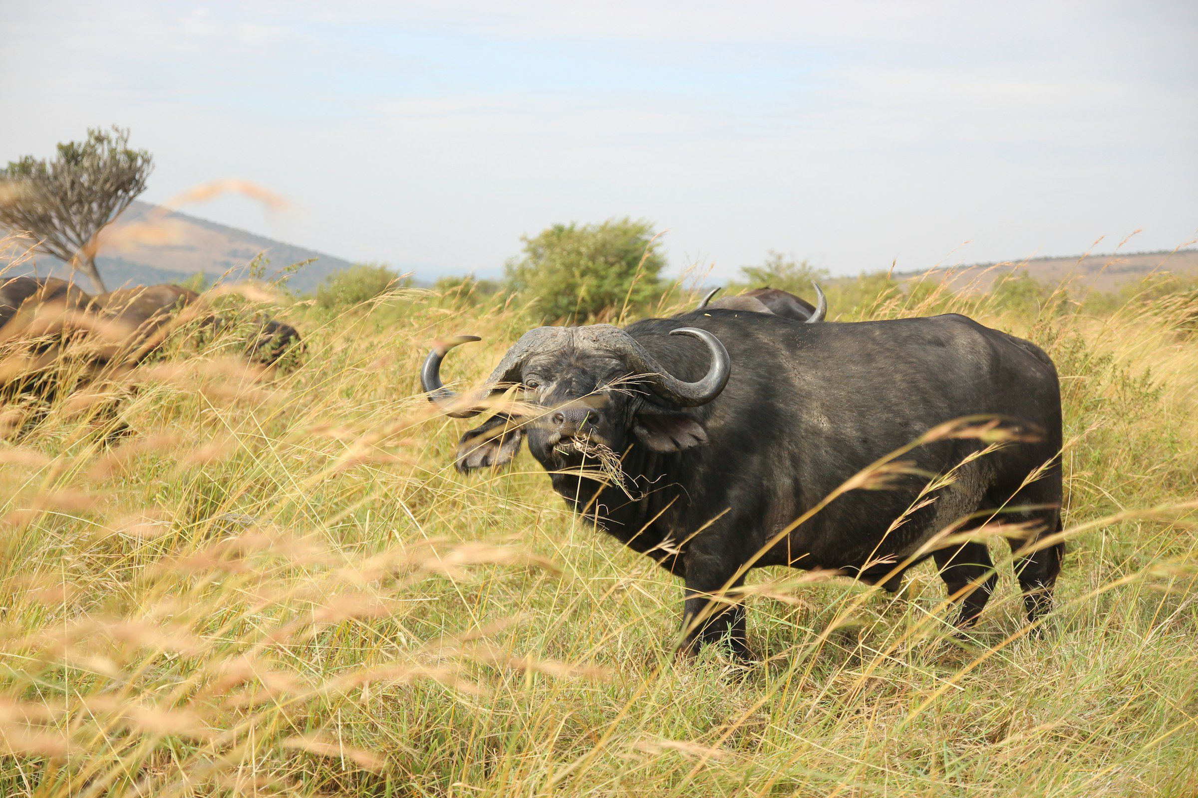 a bufallo at maasai mara national reserve, kenya