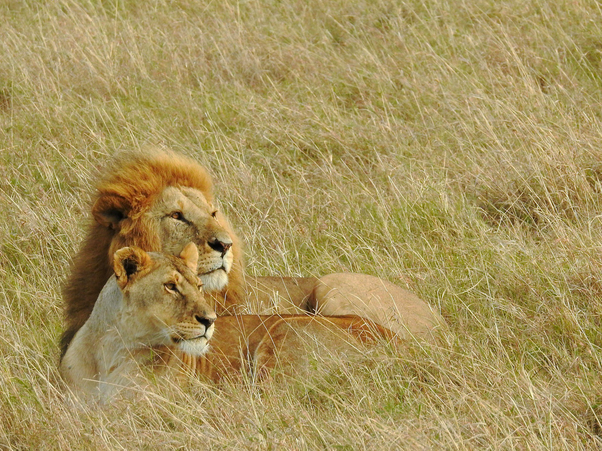 a lion and a lioness lying in a grassland at maasai mara national reserve