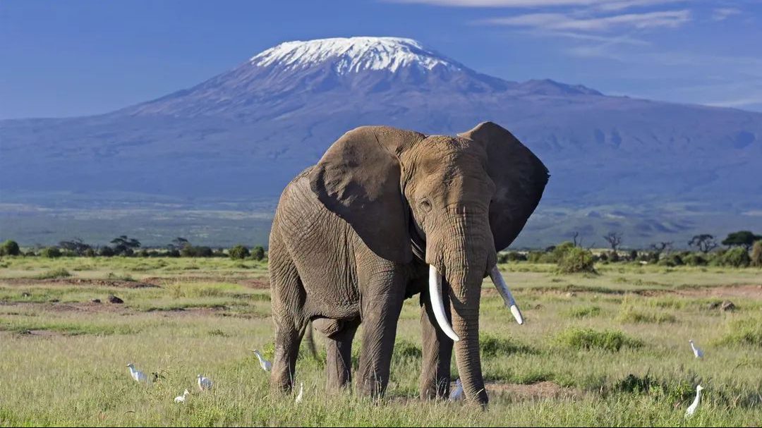 amboseli