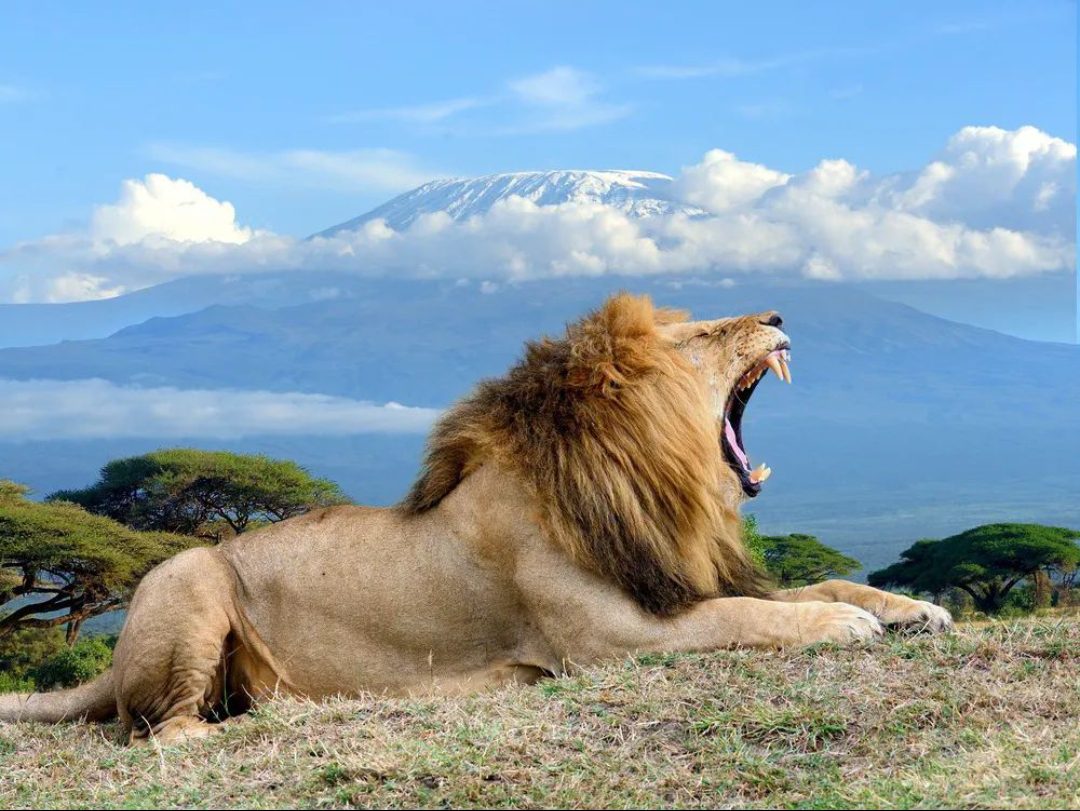 amboseli national park
