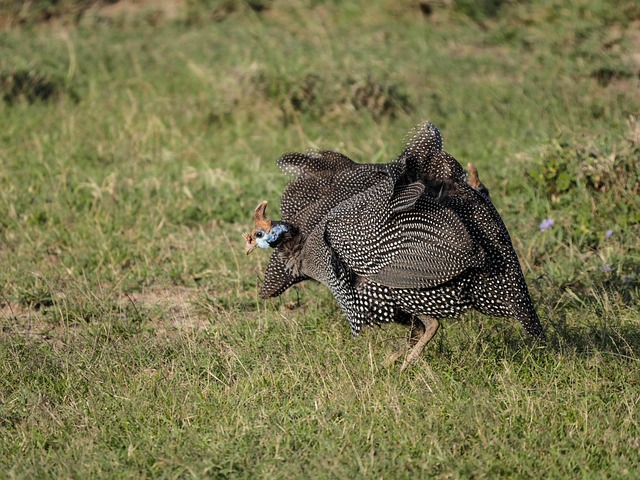 guinea fowl, savannah, bird, helmet perl chicken, plumage, feathers, white, points, unusual, fun, numididae, safari, ol pejeta conservancy, nature, national park, kenya, africa
