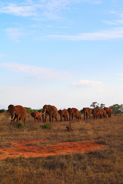 africa, kenya, tsavo, safari, nature, wildlife, landscape, wilderness, national park, park, scenic, panorama, to travel, environment, outlook, elephants, family