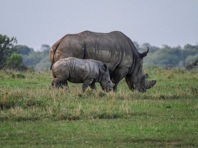 rhino, cub, wolf down, savannah, white rhinoceros, rhinoceros, graze, infant, young, pachyderm, big game, wild animal, nature, impressive, safari, ol pejeta conservancy, kenya, africa, grass, national park, wild, wilderness, freedom, white rhino, mammal