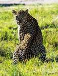 kenya, leopard, big cat, africa, nature, animals