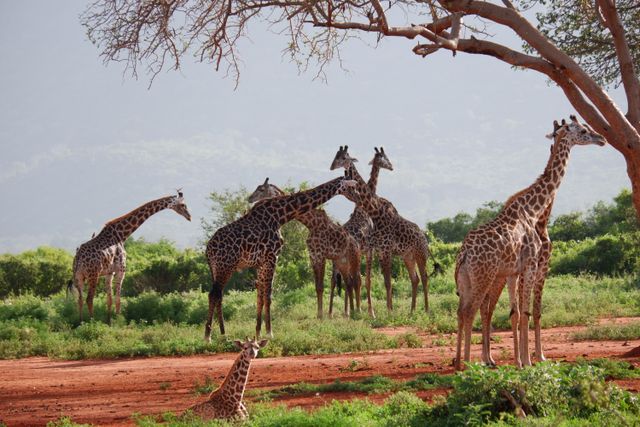 samburu
