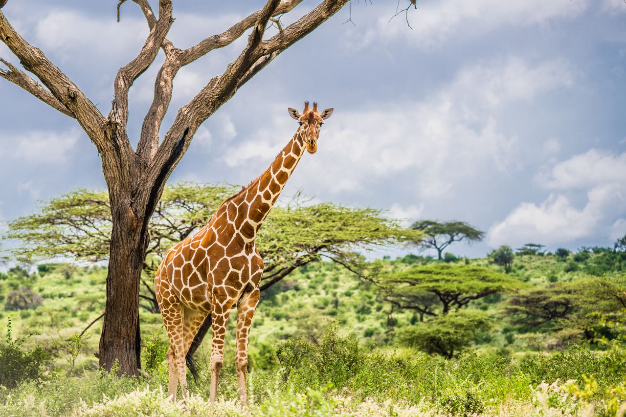 A majestic giraffe standing in the lush savanna of Samburu, Kenya, showcasing its unique pattern and long neck.