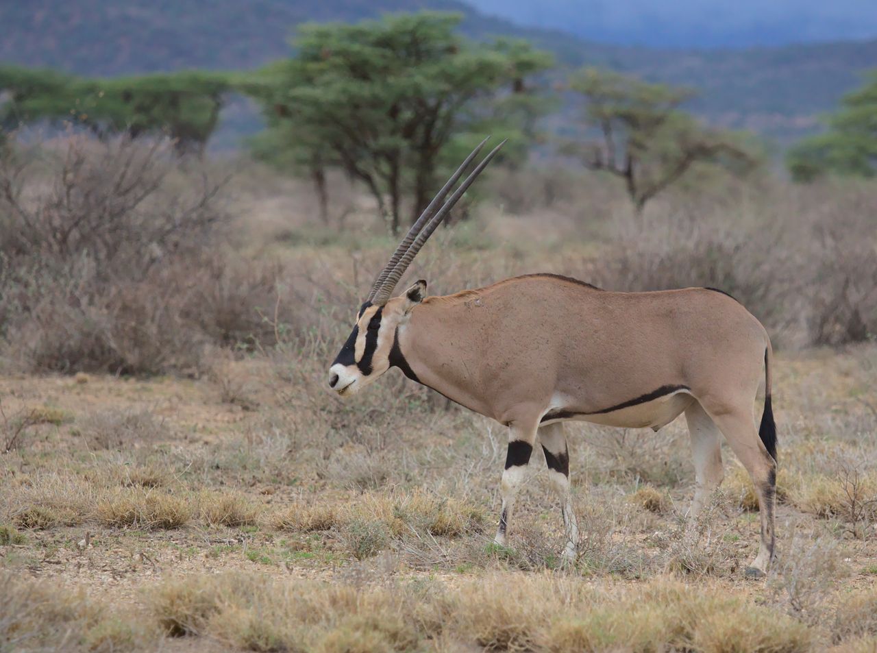 A Beisa Oryx stands majestically in the savanna of Isiolo, Kenya.