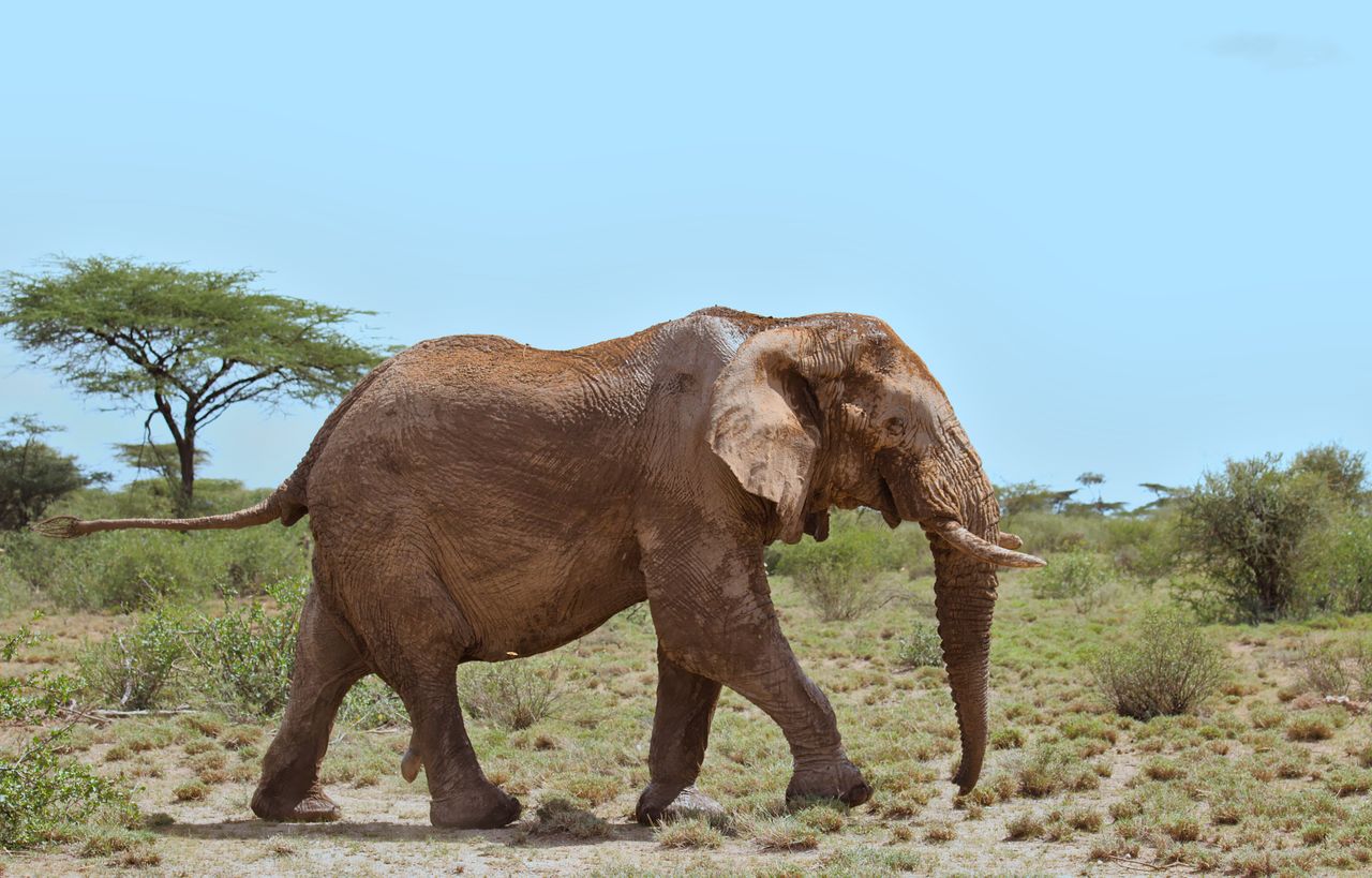 A majestic African elephant (Loxodonta africana) walking through the savanna in Kenya.