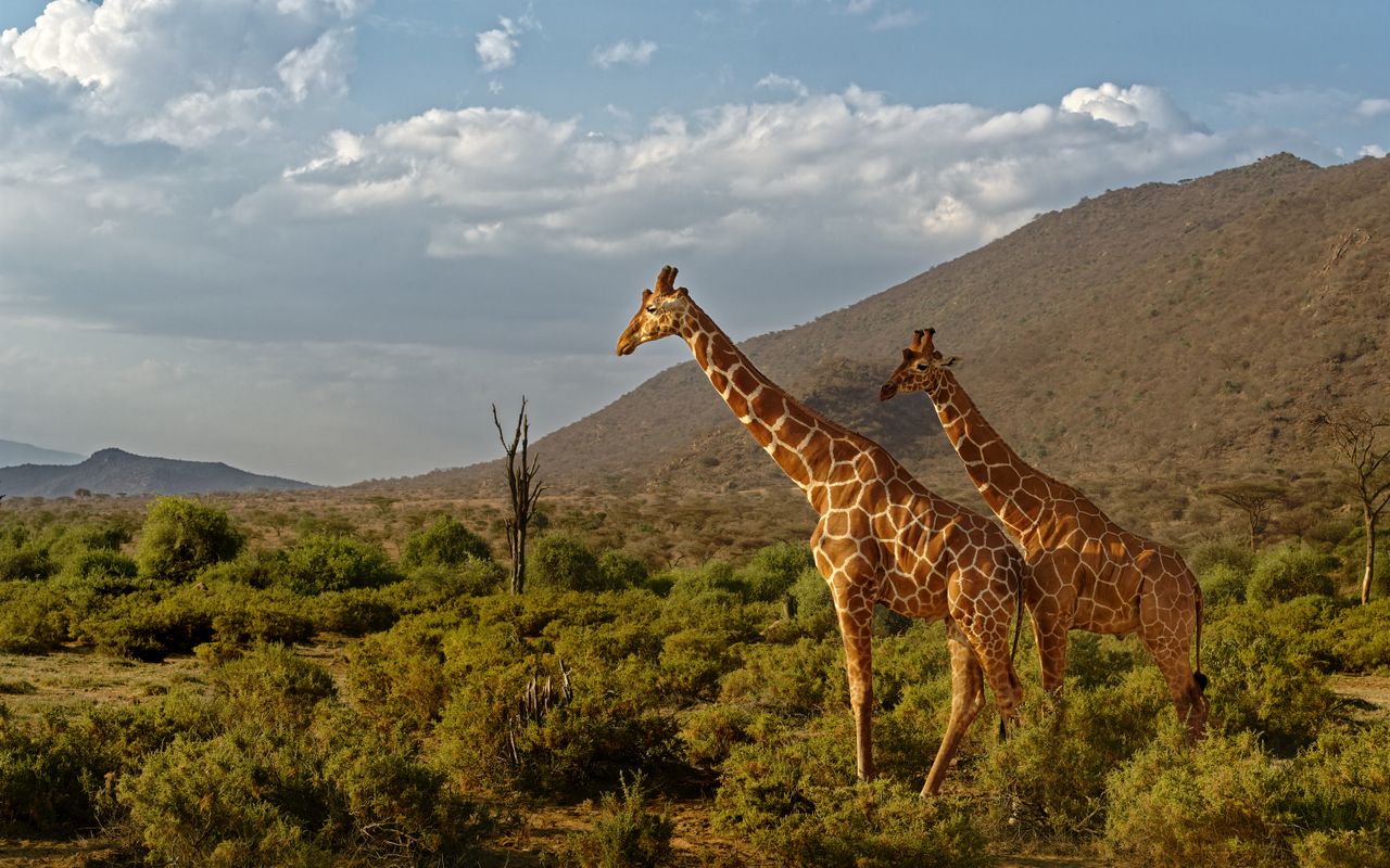 Two reticulated giraffes roam the stunning Samburu landscape in Kenya's rich savanna.