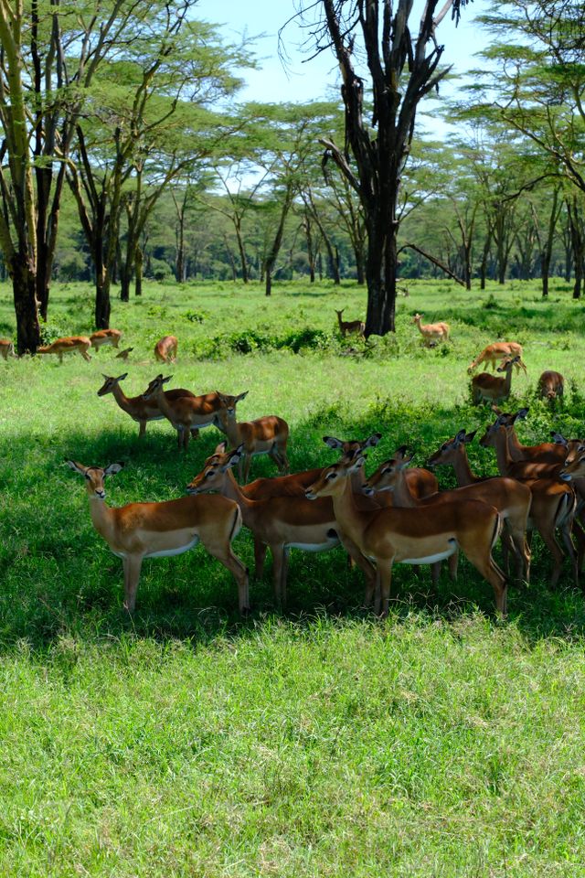 A serene view of a herd of impalas grazing in lush greenery at Nakuru, Kenya.