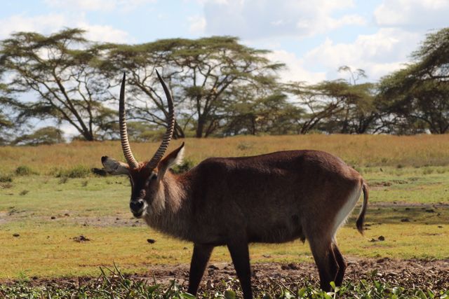 A majestic waterbuck grazing in the open savannah of Naivasha, Kenya.